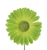 Bloem Germini ( groene tinten)