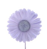 Bloem Germini lavendel