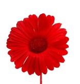 Bloem Germini rood