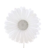 Blume Germini Weiss