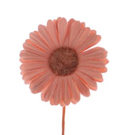 Flower Germini  salmon