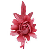 Camelia met een steeltje van 7 cm.