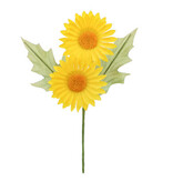 Daisy "Margaretha" 2 flowers white