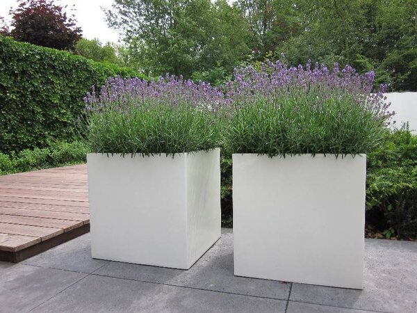 Buxus polyester 100x100x40 cm plantenbak Buxus polyester 100x100x40 cm plantenbak