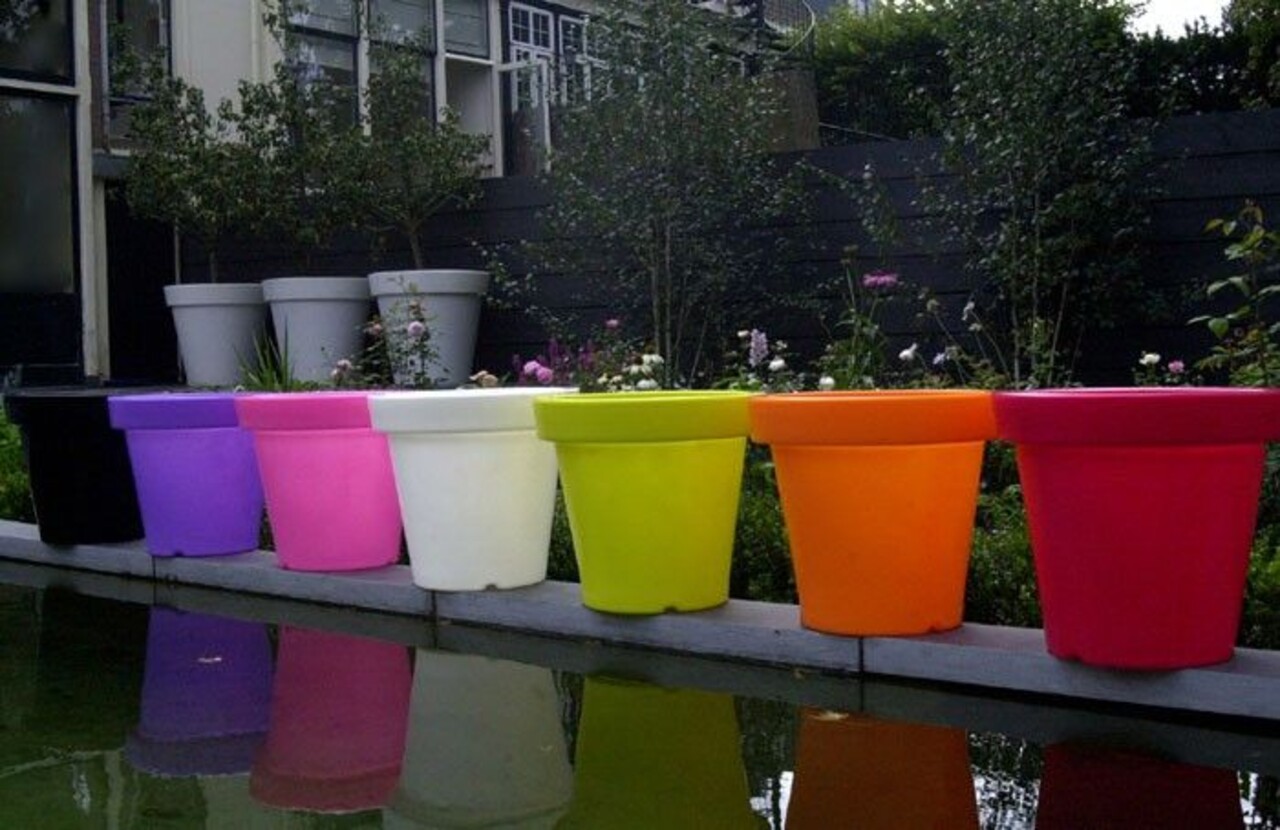 Bloom! POT 90 no light Bloom! POT 90 no light