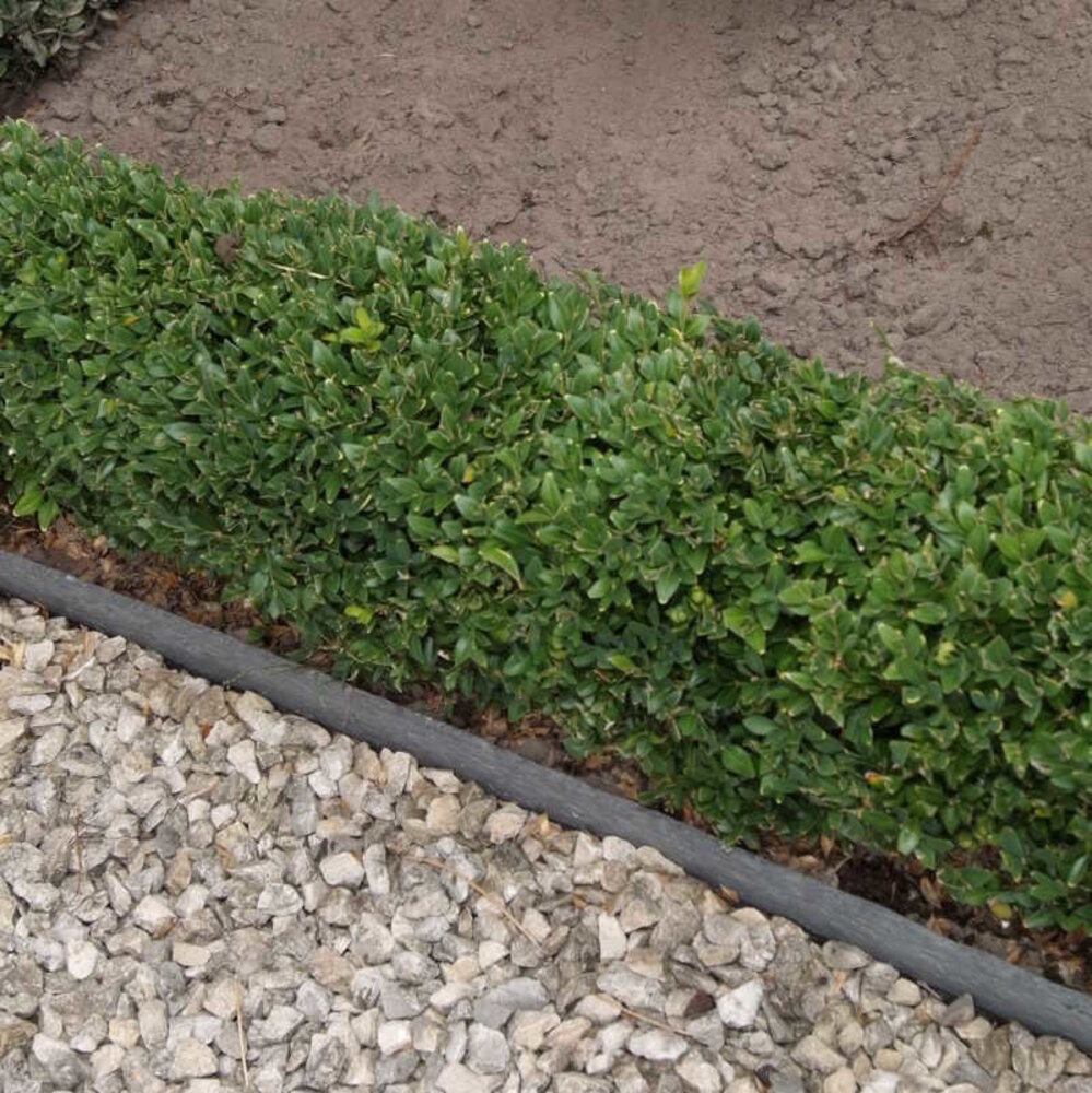 Ecoo Ecolat GRIJS recht 19 cm x 10 mm, lengte 1.2 m, 4 st. Ecoo Ecolat GRIJS recht 19 cm x 10 mm, lengte 1.2 m, 4 st.