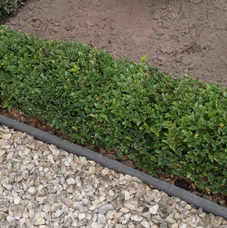 Ecoo Ecolat GRIJS recht 19 cm x 10 mm, lengte 1.2 m, 4 st. Ecoo Ecolat GRIJS recht 19 cm x 10 mm, lengte 1.2 m, 4 st.