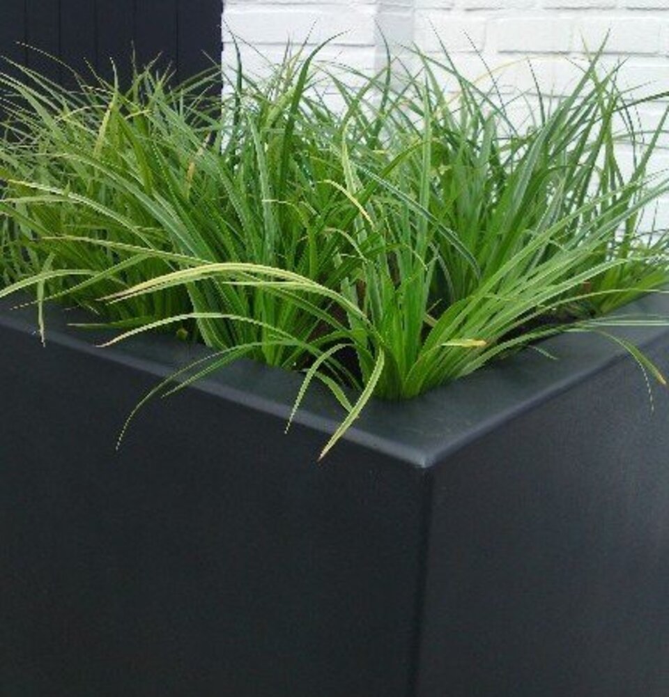 Buxus polyester 50x50x80 cm plantenbak Buxus polyester 50x50x80 cm plantenbak