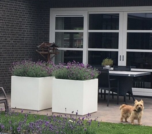 Buxus polyester 50x50x80 cm plantenbak Buxus polyester 50x50x80 cm plantenbak