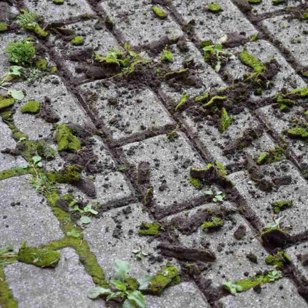 Polet Voegenkrabber met steel 1,5M Polet Voegenkrabber met steel 1,5M