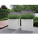 Buxus polyester 200x50x60 cm met wielen plantenbak Buxus polyester 200x50x60 cm met wielen plantenbak