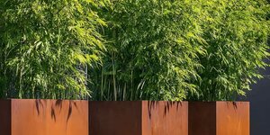 Bamboe in cortenstaal bloembak