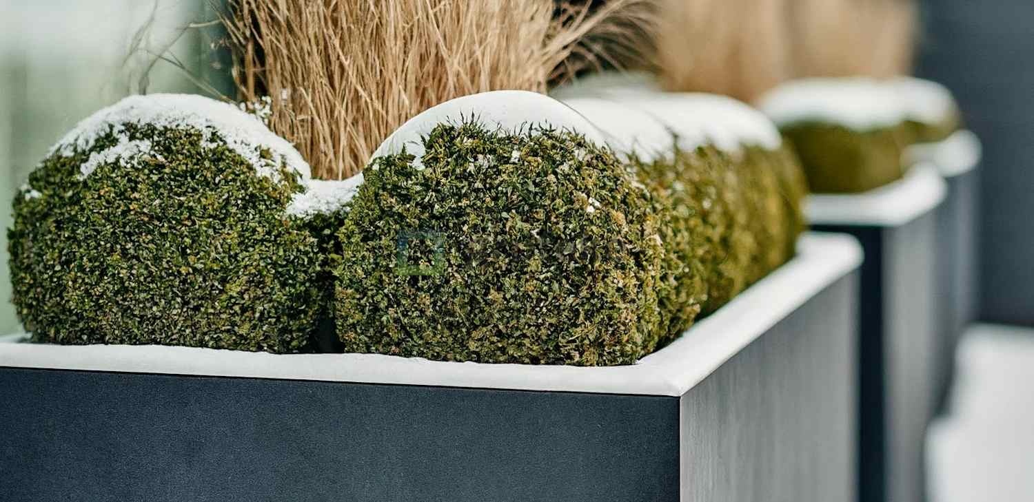 Bloembakken in de winter Bloembakken in de winter