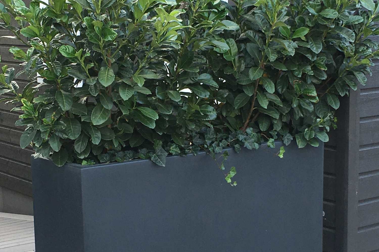 Creëer privacy met een haag in een plantenbak Creëer privacy met een haag in een plantenbak