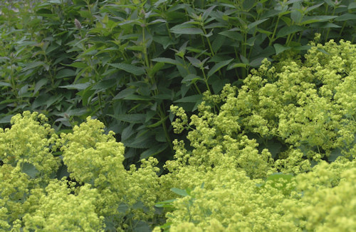 beplantingen; van boom, haag tot siergras en bloeiende border