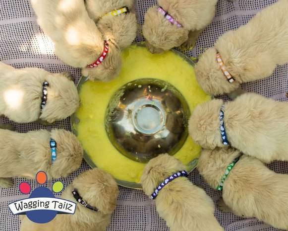 Wagging Tailz Wagging Tailz Puppyhalsbandjes Wagging Tailz Wagging Tailz Puppyhalsbandjes