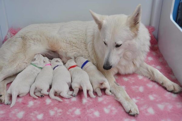 Wagging Tailz Wagging Tailz Puppyhalsbandjes