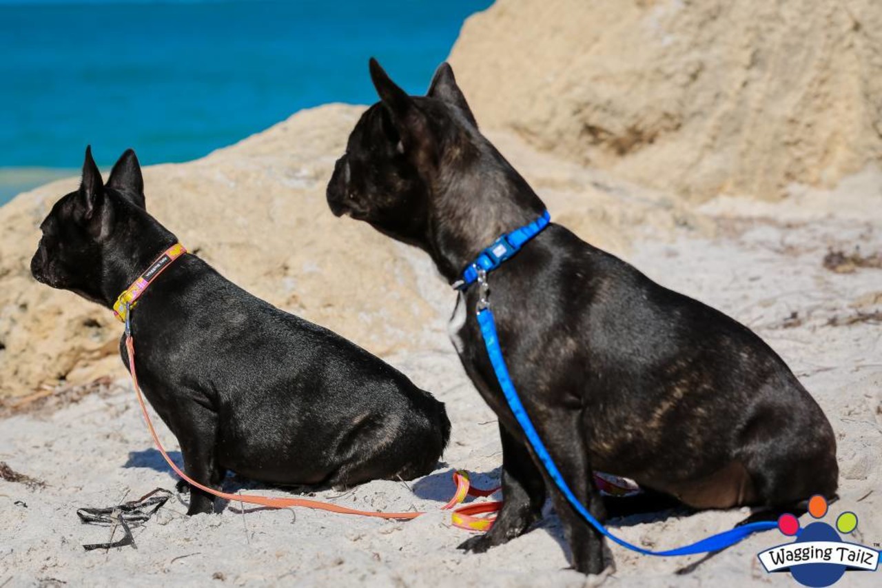 Wagging Tailz Wagging Tailz Miniz Camou Collars Wagging Tailz Wagging Tailz Miniz Camou Collars