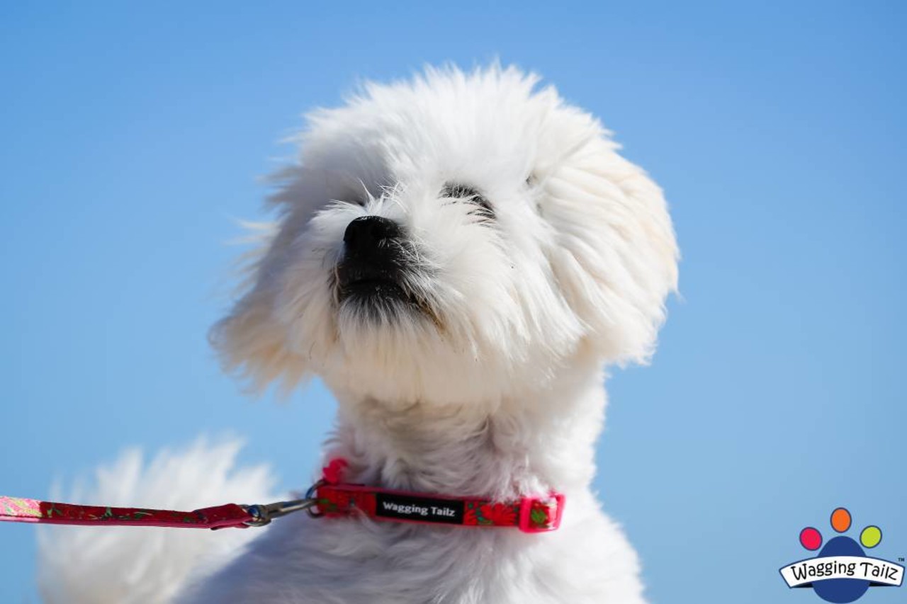 Wagging Tailz Wagging Tailz Miniz halsbandjes Flowercollectie Wagging Tailz Wagging Tailz Miniz halsbandjes Flowercollectie