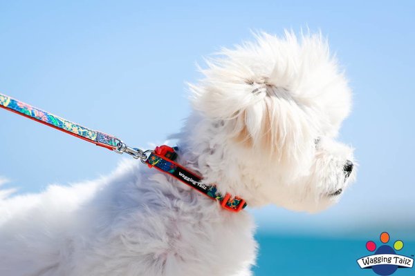 Wagging Tailz Wagging Tailz Miniz halsbandjes Flowercollectie Wagging Tailz Wagging Tailz Miniz halsbandjes Flowercollectie