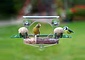 Birdfeeder luxe Birdfeeder luxe