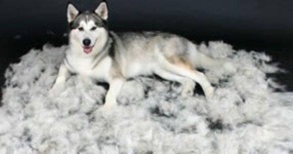 Furminator Short Hair M