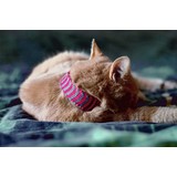 Scarfield Kattensjaal