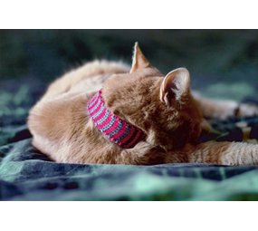 Scarfield Kattensjaal