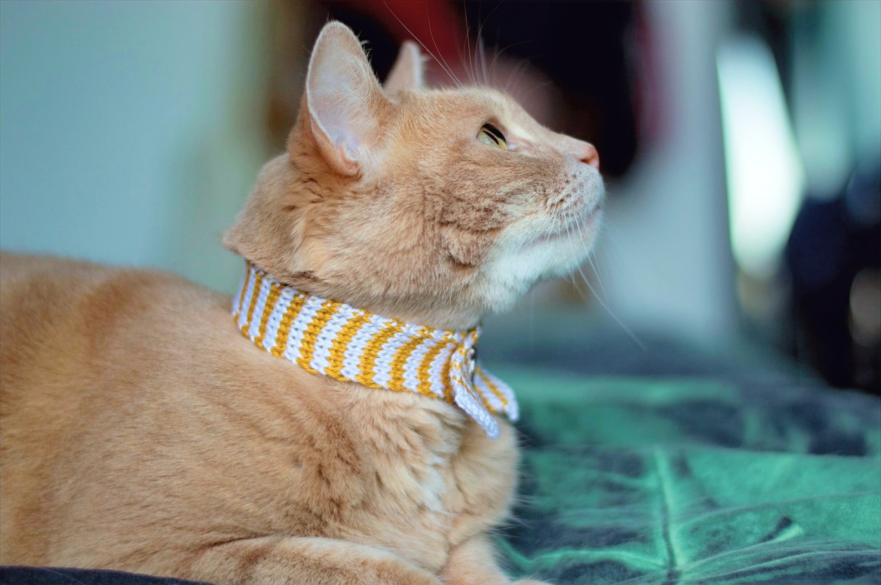 Scarfield Scarfield Catwear Kattensjaal Scarfield Scarfield Catwear Kattensjaal