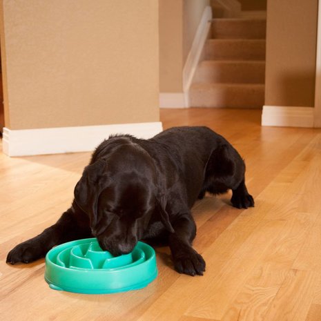 Dog Games SloBowl anti schrokbak Dog Games SloBowl anti schrokbak