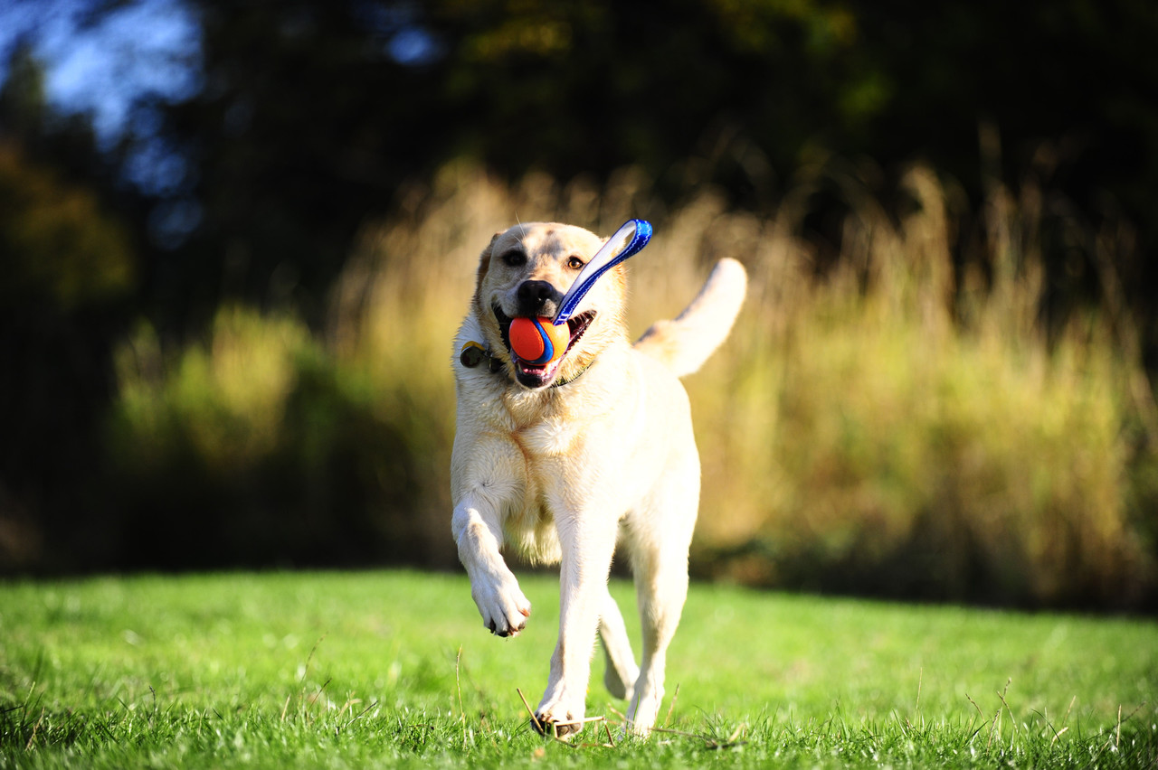 Chuckit Chuckit Ultra Tug Chuckit Chuckit Ultra Tug