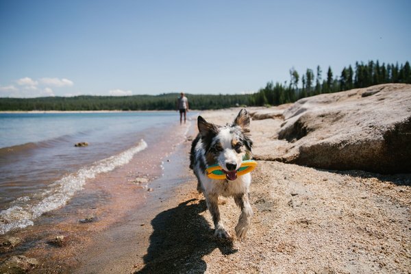 RUFFWEAR Ruffwear Floating Disc RUFFWEAR Ruffwear Floating Disc