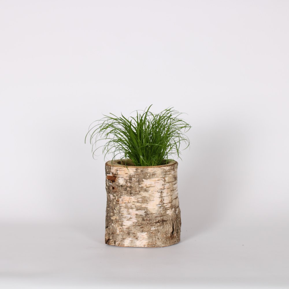 Dierportiek Dierportiek Gefreesd Berkenblok