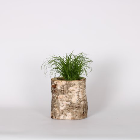 Dierportiek Dierportiek Gefreesd Berkenblok