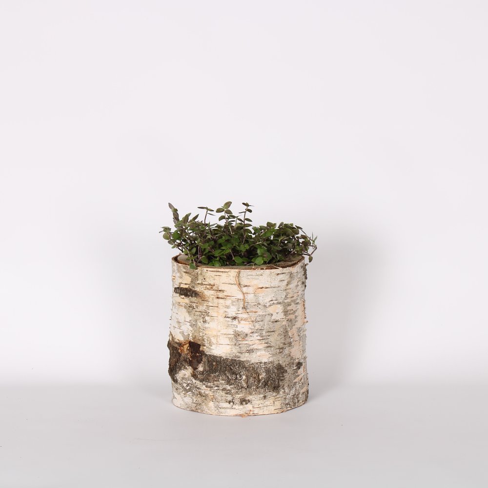 Dierportiek Dierportiek Gefreesd Berkenblok