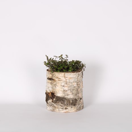 Dierportiek Dierportiek Gefreesd Berkenblok