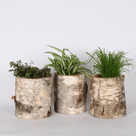 Dierportiek Dierportiek Gefreesd Berkenblok