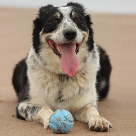 Chuckit Chuckit Fetch Medley Small Chuckit Chuckit Fetch Medley Small