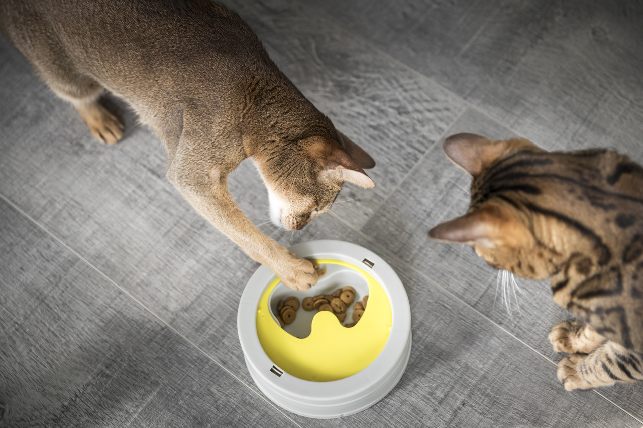 BeoneBreed BoneBreed Intellikat interactieve voerbak BeoneBreed BoneBreed Intellikat interactieve voerbak