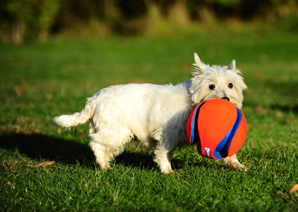 Chuckit Chuckit Kick fetch hondenspeelgoed Chuckit Chuckit Kick fetch hondenspeelgoed