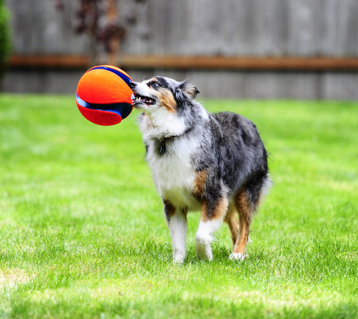 Chuckit kick fetch online