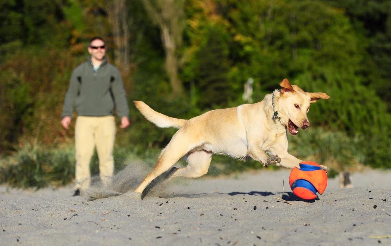 Chuckit Chuckit Kick fetch hondenspeelgoed Chuckit Chuckit Kick fetch hondenspeelgoed