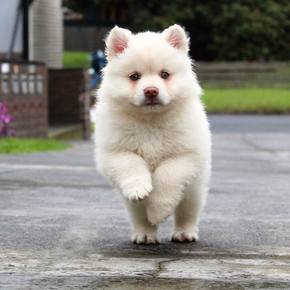 Hond Hond