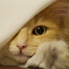 Kat Kat