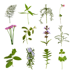 Natuurlijke probleem-oplossers Natuurlijke probleem-oplossers