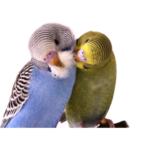 Vogel Vogel