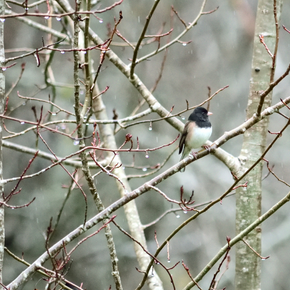 Buitenvogels Buitenvogels