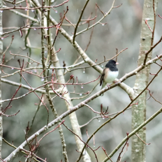 Voer en huisjes voor buitenvogels koopt u hier bij Dierportiek.nl