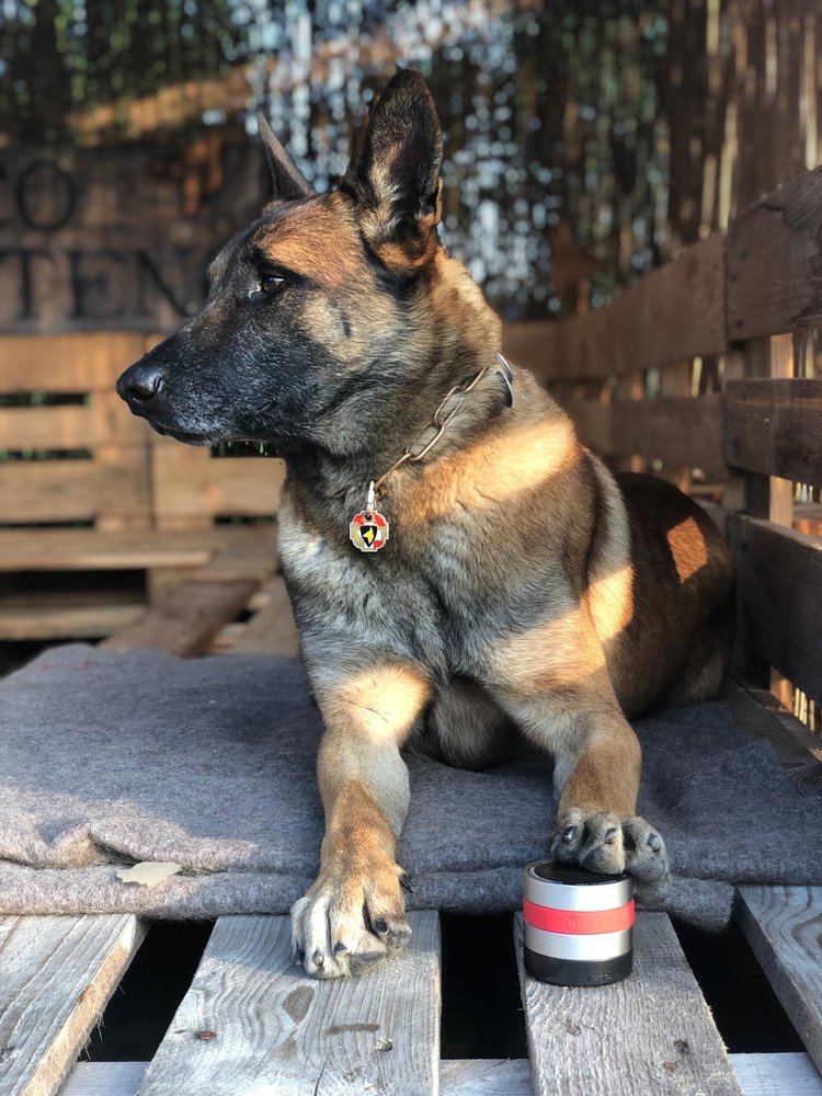 Relaxopet Pro tegen stress bij honden. Ideaal in december Relaxopet Pro tegen stress bij honden. Ideaal in december