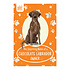 Chocolate Labrador Chocolate Labrador